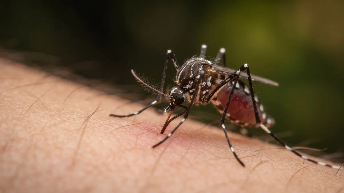 Entomolog: komary nie są najgorsze; są owady, które potrafią zabić krowę (wywiad)