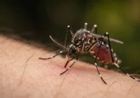 Entomolog: komary nie są najgorsze; są owady, które potrafią zabić krowę (wywiad) - zdjęcie główne