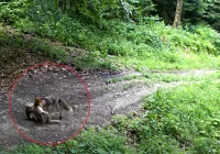 Fotopułapka nagrała lisa ze zdobyczą (WIDEO) - zdjęcie główne