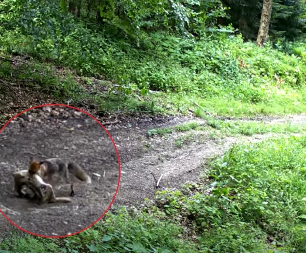 Fotopułapka nagrała lisa ze zdobyczą (WIDEO) - zdjęcie główne