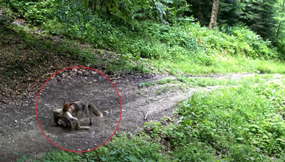 Fotopułapka nagrała lisa ze zdobyczą (WIDEO) - zdjęcie 1
