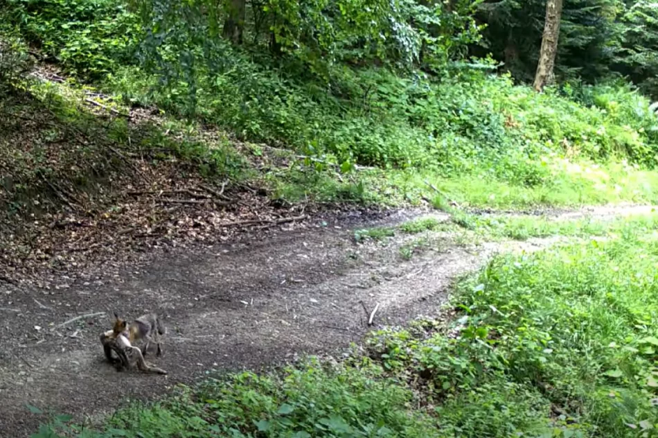 Fotopułapka nagrała lisa ze zdobyczą (WIDEO) - zdjęcie 4