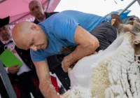 Bracia z Limanowszczyzny najszybsi w strzyżeniu owiec - zdjęcie główne