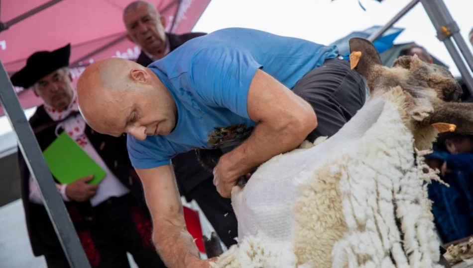 Bracia z Limanowszczyzny najszybsi w strzyżeniu owiec - zdjęcie 1