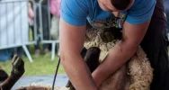 Bracia z Limanowszczyzny najszybsi w strzyżeniu owiec - zdjęcie 2