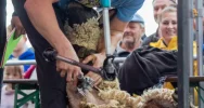 Bracia z Limanowszczyzny najszybsi w strzyżeniu owiec - zdjęcie 4