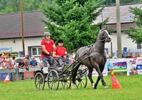 Konie, zaprzęgi i tradycja  - zdjęcie główne
