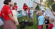 „Zielona Przystań Limanowa” – wspólnie zazieleniliśmy limanowski rynek - zdjęcie 2