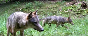 "Ciekawskie" wilki w limanowskich lasach (WIDEO) - zdjęcie główne