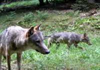 "Ciekawskie" wilki w limanowskich lasach (WIDEO) - zdjęcie główne