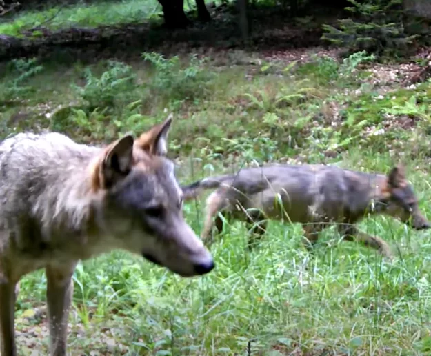"Ciekawskie" wilki w limanowskich lasach (WIDEO) - zdjęcie główne