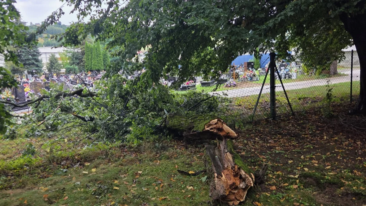 Złamany konar na ulicy Kosiarskiej w Limanowej (fot. OSP Łososina Górna)