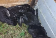 Króli 2 miesięczne - zdjęcie główne