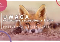 Jesienna akcja ochronnego szczepienia lisów w 2026 roku - zdjęcie główne