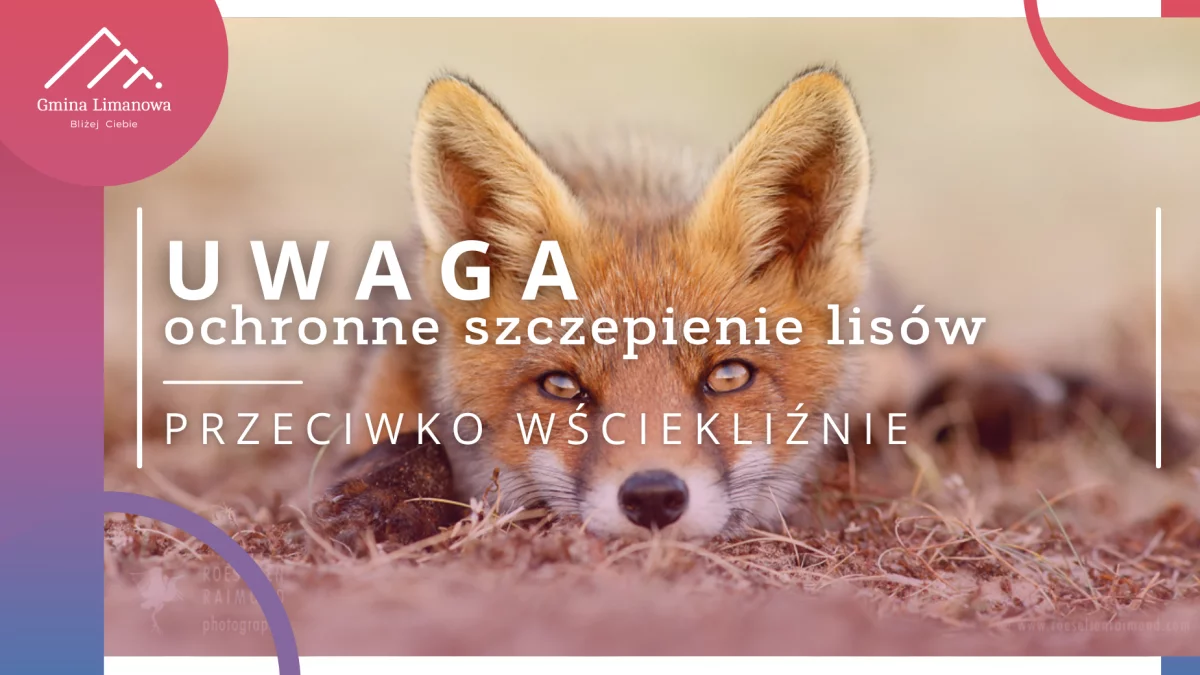 Jesienna akcja ochronnego szczepienia lisów w 2026 roku