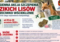 Jesienna akcja szczepienia dzikich lisów przeciwko wściekliźnie - zdjęcie główne