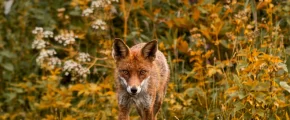 ​Szczepionki spadną z nieba - zdjęcie główne