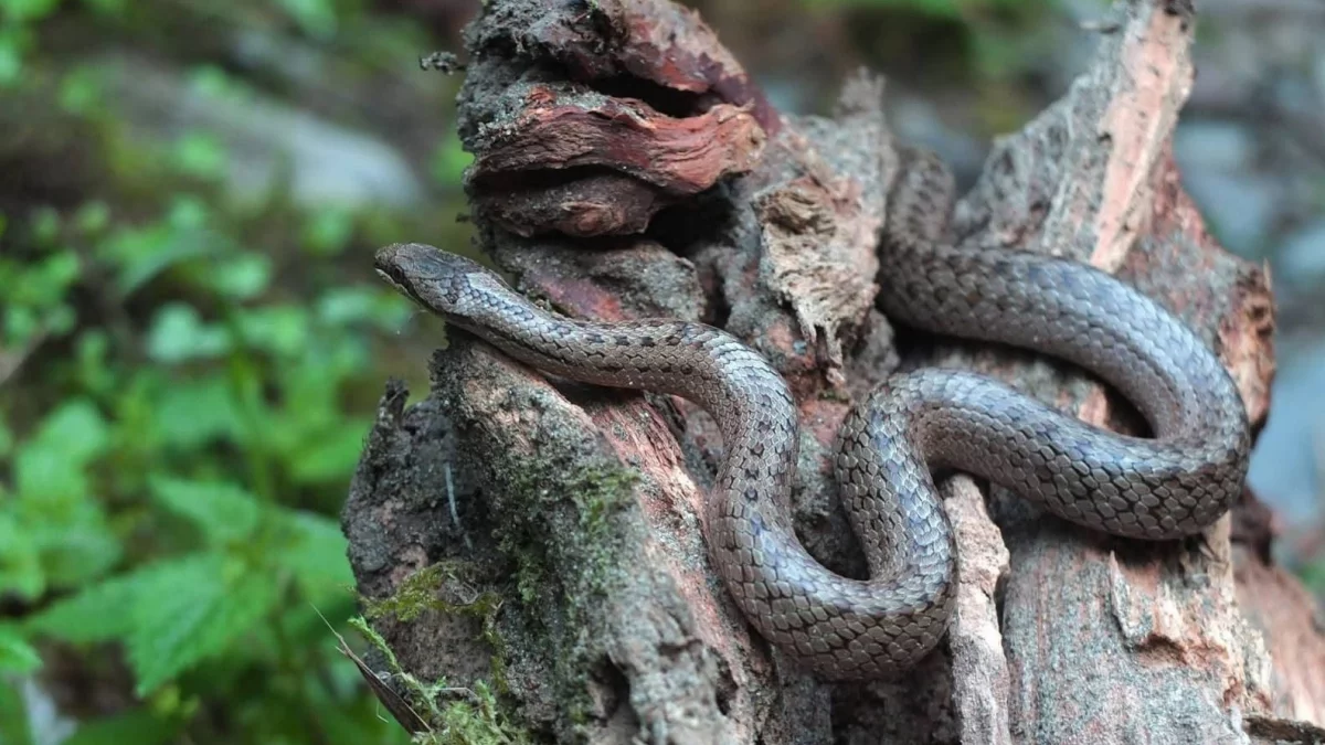 Gniewosz plamisty sfotografowany na terenie Nadleśnictwa Limanowa