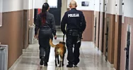 Szukali narkotyków - pies sprawdzał cele w zakładzie karnym - zdjęcie 3