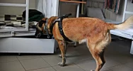 Szukali narkotyków - pies sprawdzał cele w zakładzie karnym - zdjęcie 4