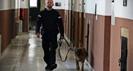 Szukali narkotyków - pies sprawdzał cele w zakładzie karnym - zdjęcie 5