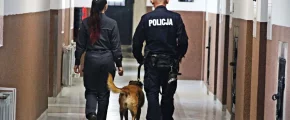 Szukali narkotyków - pies sprawdzał cele w zakładzie karnym - zdjęcie główne