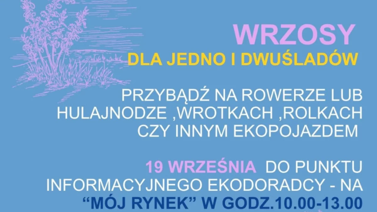 Europejski Tydzień Mobilności w Limanowej – wrzosy dla eko-mobilnych mieszkańców