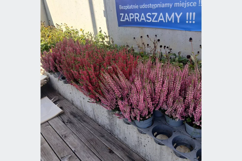 Wrzos za rower, hulajnogę lub spacer  - zdjęcie 5