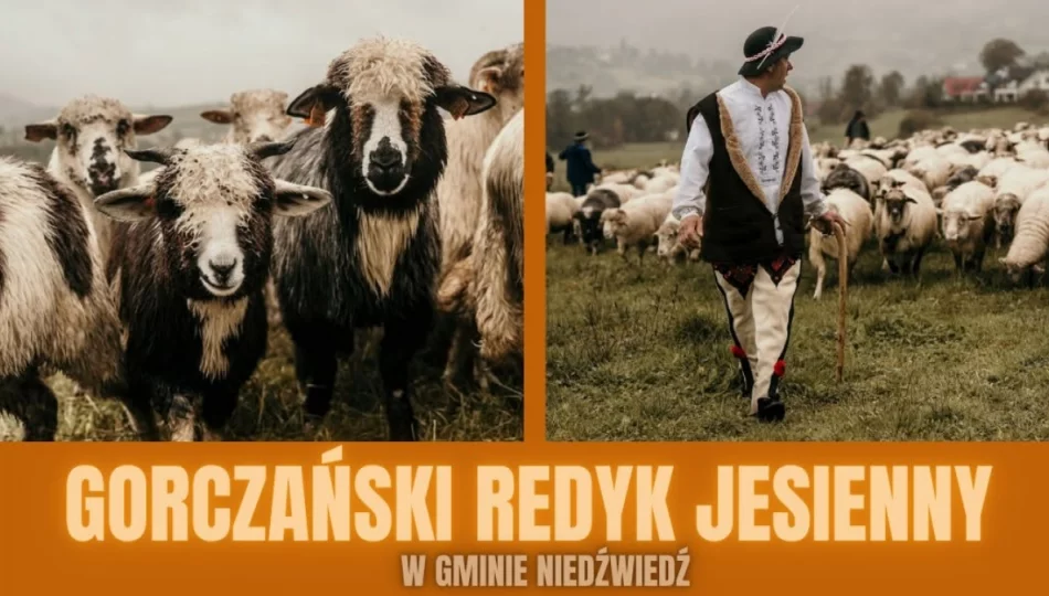 Zbliża się Gorczański Redyk Jesienny 2026 - zdjęcie 1