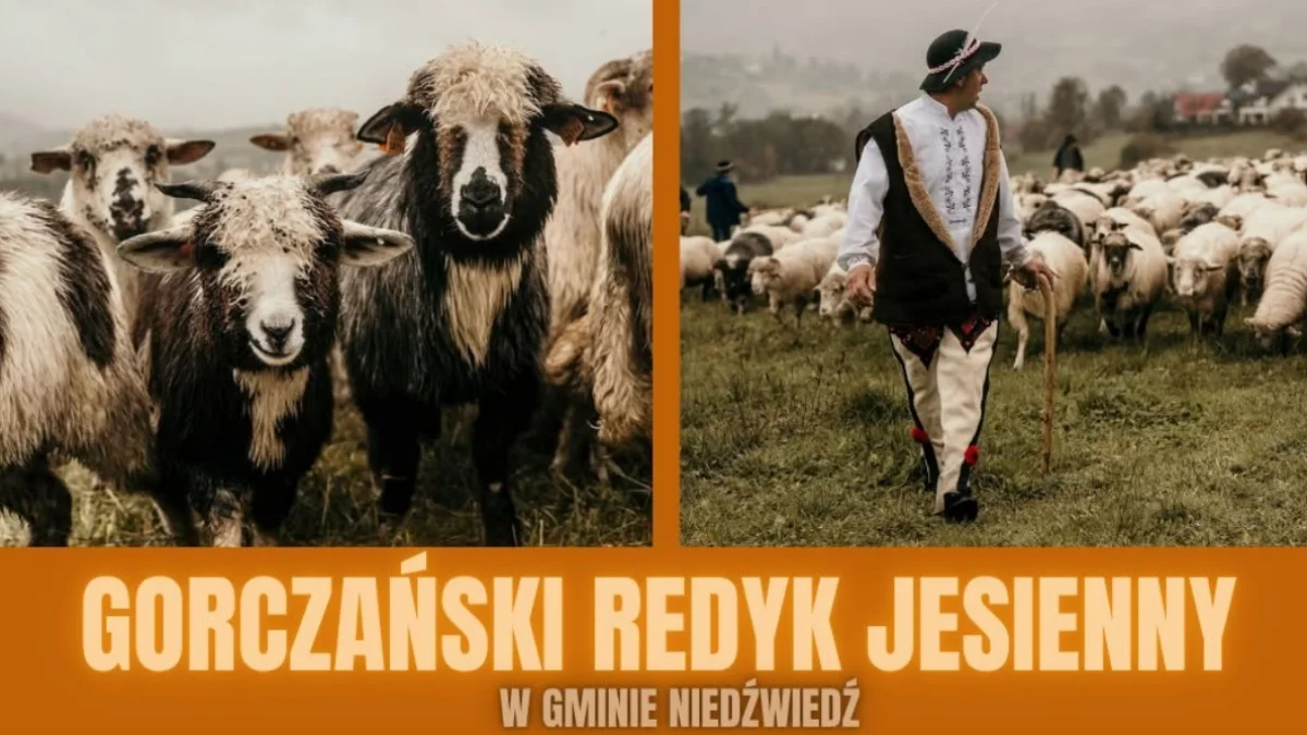 Gorczański Redyk Jesienny: przemarsz owiec i uczestników z Polany Filipy w kierunku bacówki Jana Lupy
