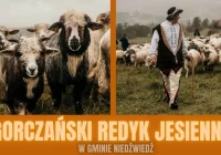 Zbliża się Gorczański Redyk Jesienny 2026 - zdjęcie główne