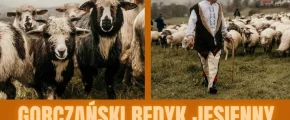 Zbliża się Gorczański Redyk Jesienny 2026 - zdjęcie główne