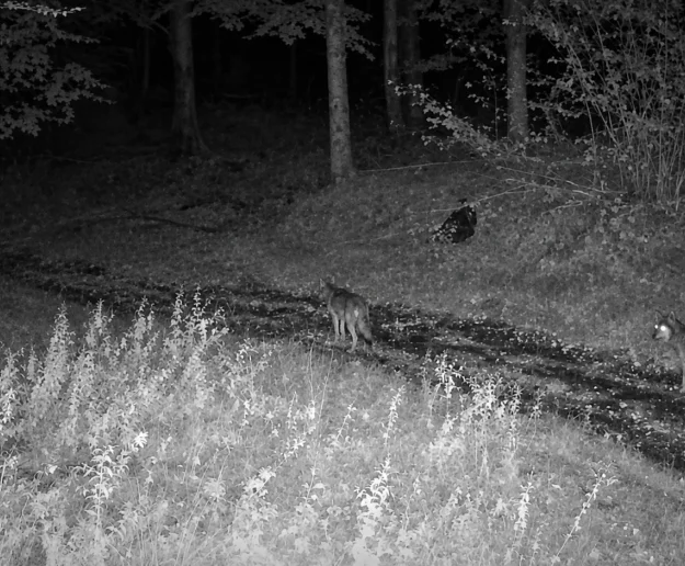 Nocne wycie w limanowskich lasach. Fotopułapka nagrała dwa wilki - zdjęcie główne