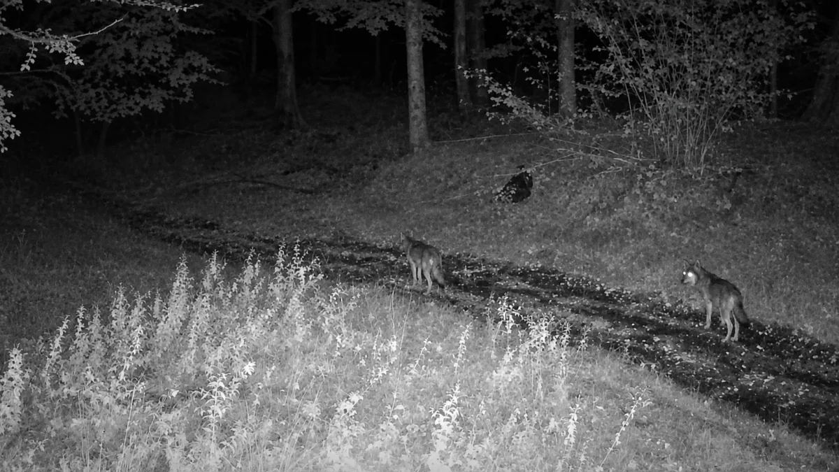 Dwa wilki zarejestrowane nocą przez fotopułapkę Nadleśnictwa Limanowa