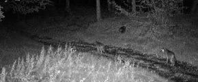 Nocne wycie w limanowskich lasach. Fotopułapka nagrała dwa wilki - zdjęcie główne