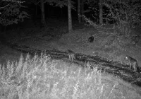 Nocne wycie w limanowskich lasach. Fotopułapka nagrała dwa wilki - zdjęcie główne