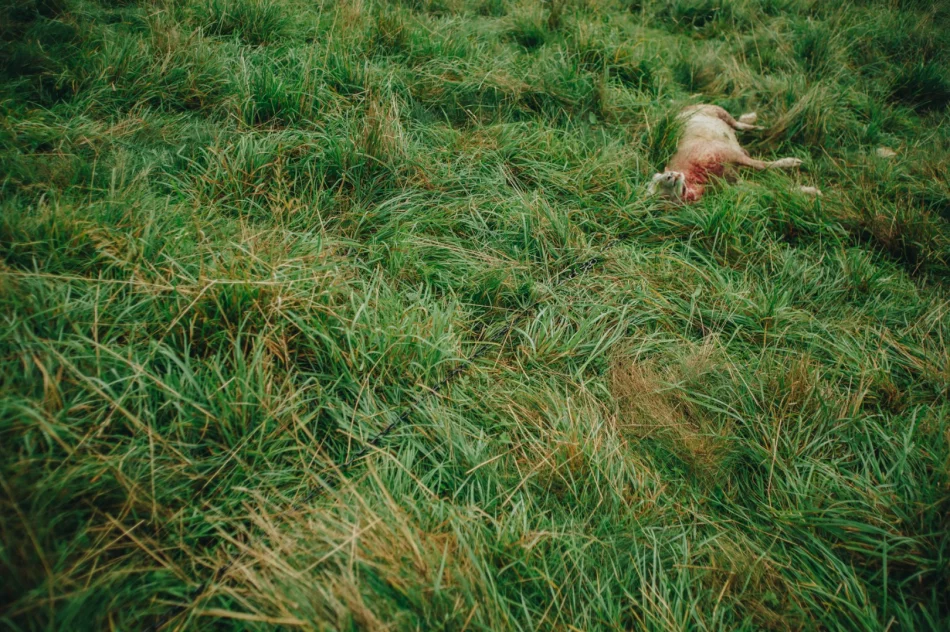 Atak wilków w pobliżu osiedla - zdjęcie 2