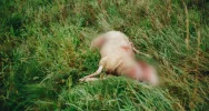 Atak wilków w pobliżu osiedla - zdjęcie 3