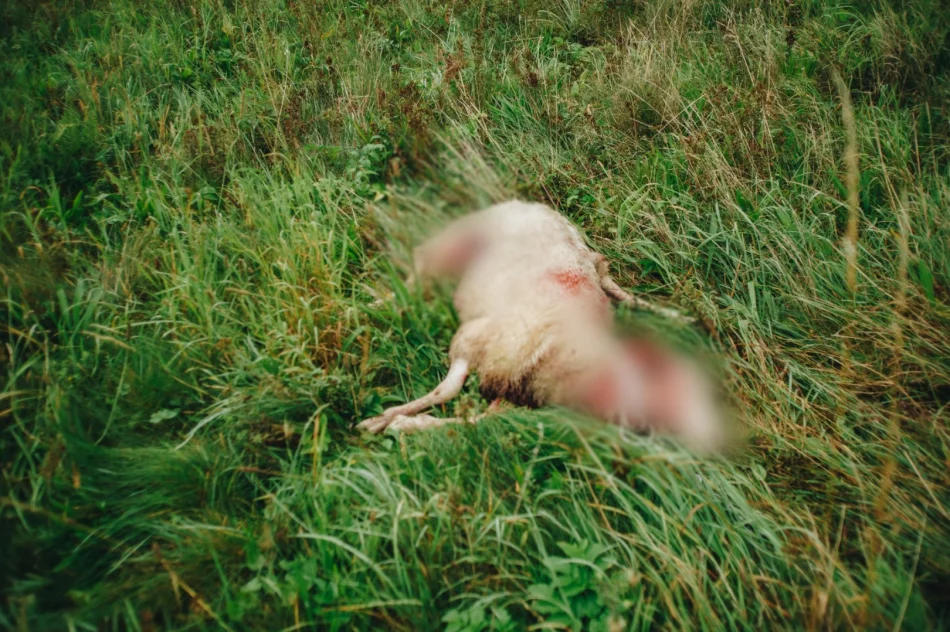 Atak wilków w pobliżu osiedla - zdjęcie 3