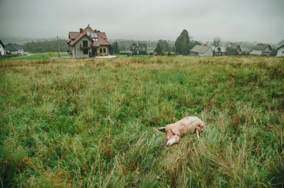 Atak wilków w pobliżu osiedla - zdjęcie 4