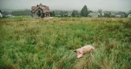 Atak wilków w pobliżu osiedla - zdjęcie 4