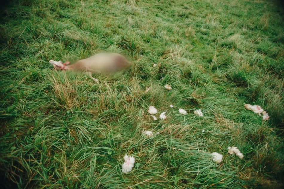 Atak wilków w pobliżu osiedla - zdjęcie 5