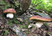 W Polsce występuje ok. 1400 gatunków grzybów jadalnych i 200-250 gatunków trujących  - zdjęcie główne