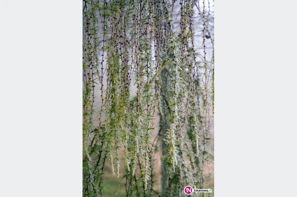 Jesienny poranek w Beskidzie Wyspowym - zdjęcie 5