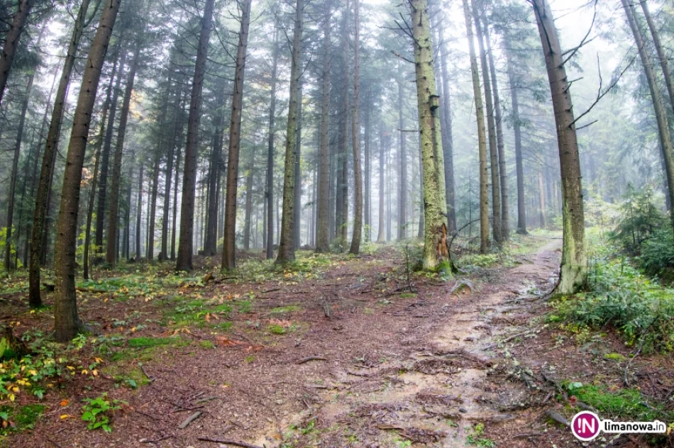Jesienny poranek w Beskidzie Wyspowym - zdjęcie 6