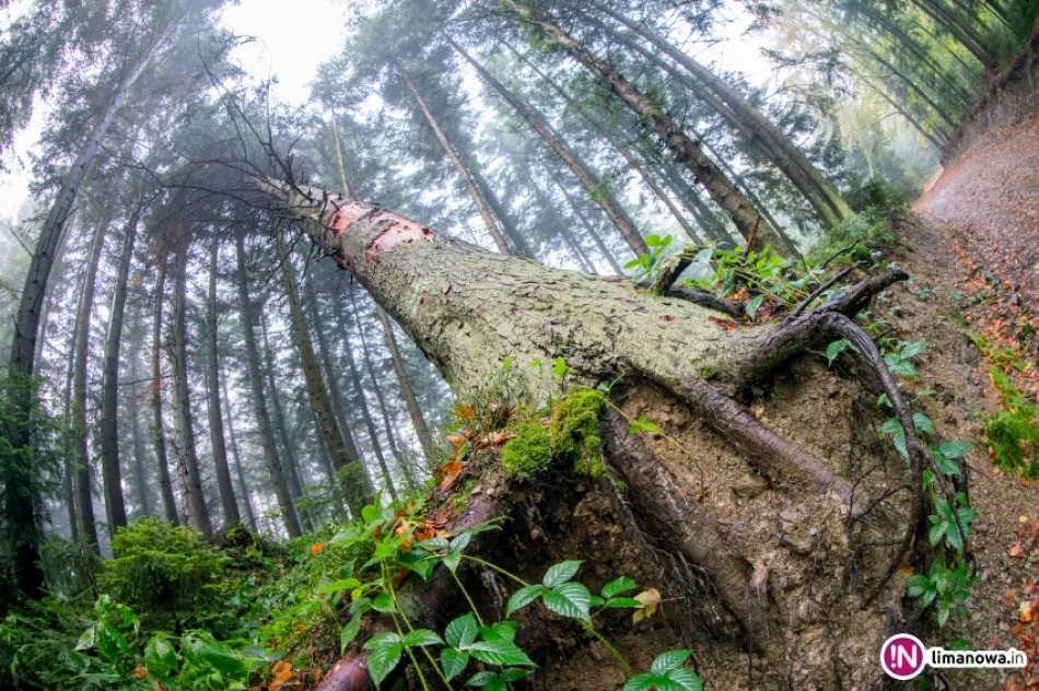 Jesienny poranek w Beskidzie Wyspowym - zdjęcie 7