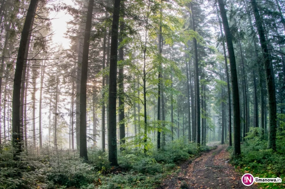 Jesienny poranek w Beskidzie Wyspowym - zdjęcie 8