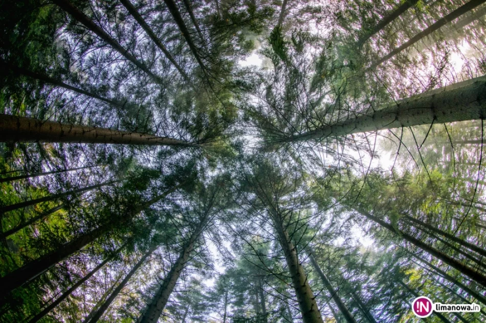 Jesienny poranek w Beskidzie Wyspowym - zdjęcie 9