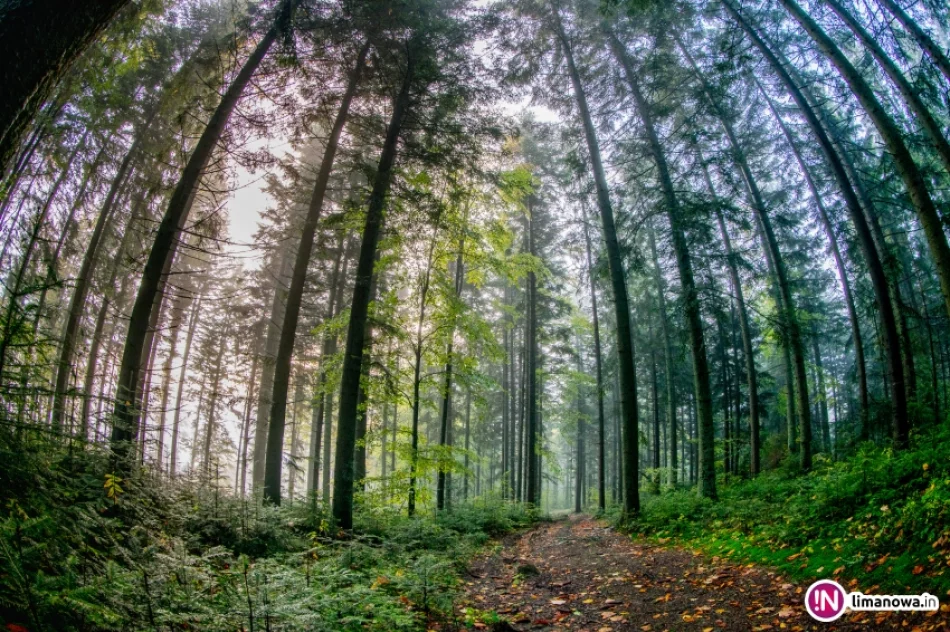 Jesienny poranek w Beskidzie Wyspowym - zdjęcie 10
