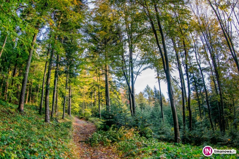 Jesienny poranek w Beskidzie Wyspowym - zdjęcie 11